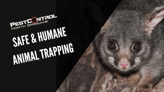 Tips For Safe & Humane Animal Trapping