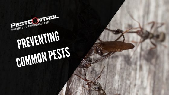 Preventing Common Pests