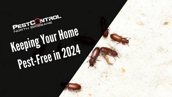 Keeping Your Home Pest-Free in 2024