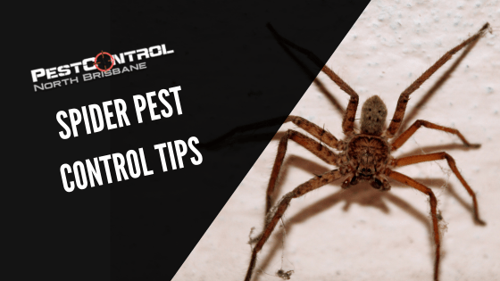 Spider Pest Control Tips